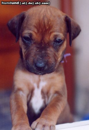 Rhodesian Ridgeback Hallo ich bin Tabita