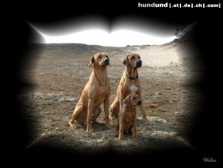 Rhodesian Ridgeback Kariba of Mombasa ,Chopin von der Elbmündung, Velänga Ifex