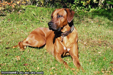 Rhodesian Ridgeback Fynn 2 Jahre 