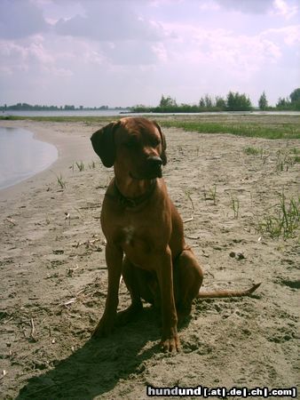 Rhodesian Ridgeback bantou am velouwemeer