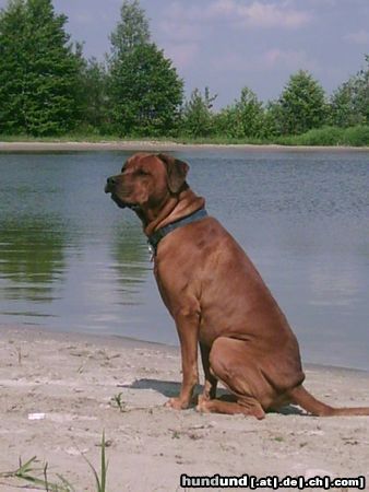 Rhodesian Ridgeback urlaub am veluwemeer....