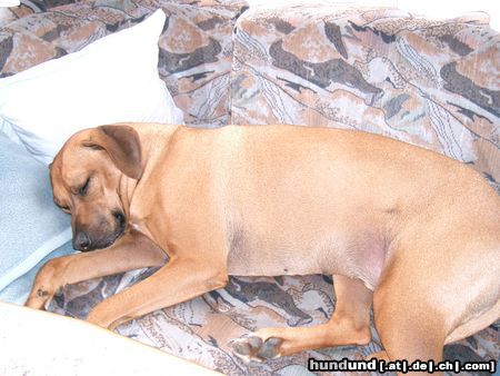 Rhodesian Ridgeback gääähhhn