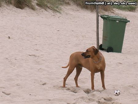 Rhodesian Ridgeback ben im urlaub