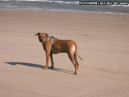 Rhodesian Ridgeback ben am meer