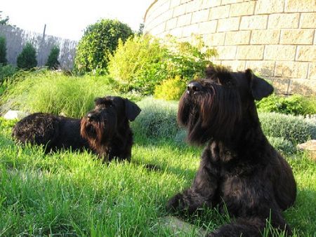 Riesenschnauzer Linn Bitt Box, Leila Bitt Box ČR