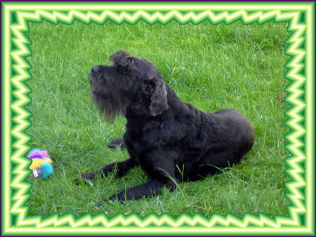 Riesenschnauzer Tobi ist am 19.06.06 über die Regenbogenbrücke gegangen