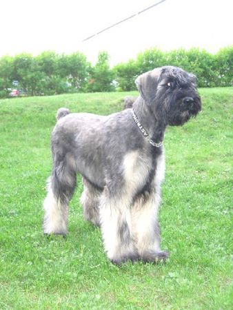 Riesenschnauzer Blanche Bagheera Astronaut