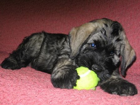 Riesenschnauzer Giant schnauzer P+S,Blanche Bagheera Astronaut