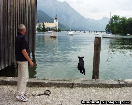 Riesenschnauzer 'ist mir wieder heiss; rein ins wasser'