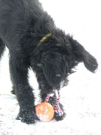 Riesenschnauzer Meggy in 3 Monaten