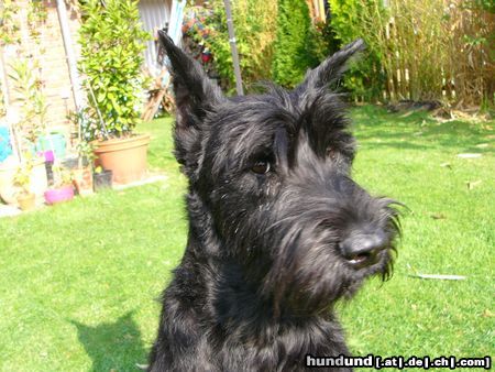 Riesenschnauzer Na, was hat das Frauchen wieder vor?