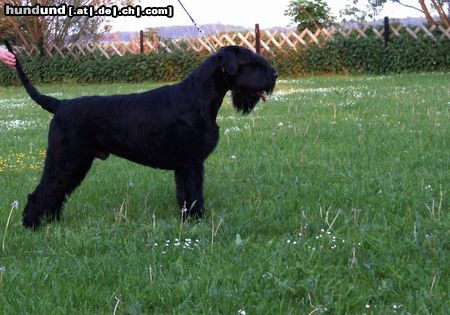 Riesenschnauzer Unser Riese-bestandene Fährtenprüfg., deutscher Champion