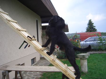 Riesenschnauzer Ob sich meine Freunde das auch trauen???     BRANCO