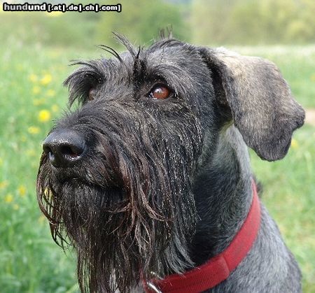 Riesenschnauzer Chilly