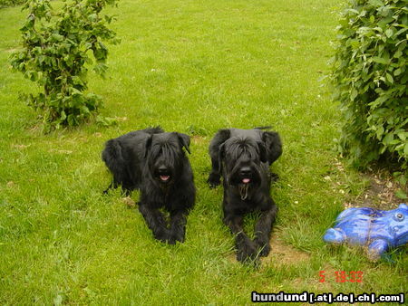 Riesenschnauzer Magic und Ilex