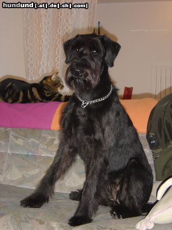 Riesenschnauzer Tonka - Dieses Sofa gehört mir!