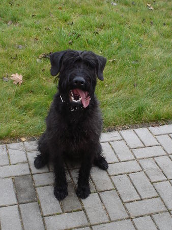 Riesenschnauzer