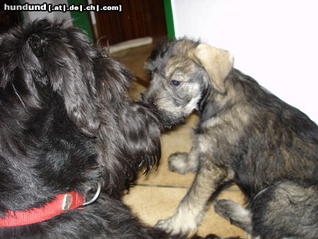 Riesenschnauzer silver-senator zarah mit hera von hatzbachtal