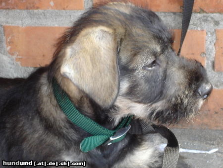 Riesenschnauzer silver-senator zarah mit 8 wochen