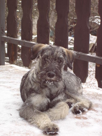 Riesenschnauzer silver-senator zarah der 1. schnee