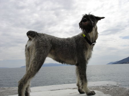 Riesenschnauzer silver senator zarah mit 9 monaten