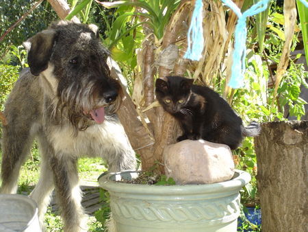 Riesenschnauzer zarah und ein neues familienmitglied