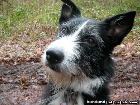 Riesenschnauzer Bonny unser Schnauzermix