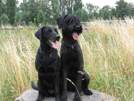 Riesenschnauzer Labrador Tapsi und Riesenschnauzer Danja