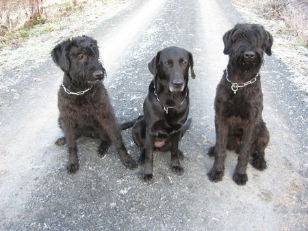 Riesenschnauzer Das sind unsere drei Hunde. Riesenschnauzer Ninja und Danja und Labrador Tapsi.