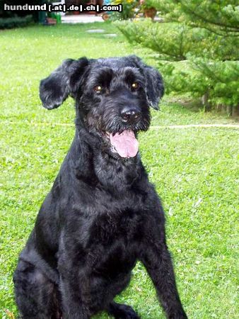 Riesenschnauzer Gera (12 Jahre alt)