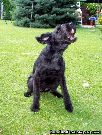 Riesenschnauzer Wuff, ich bins: Gera (12 Jahre alt)