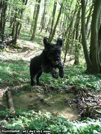 Riesenschnauzer von wegen alter Hund (Alpha, 13 Jahre alt)