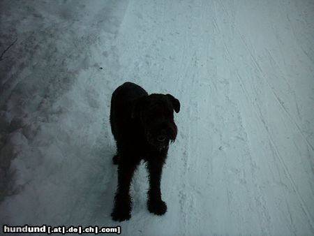 Riesenschnauzer Bonny 10 Jahre