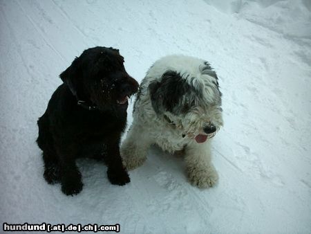 Riesenschnauzer Bonny (10) mit Freund Bobby (12)