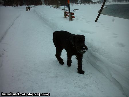 Riesenschnauzer Bonny (10Jahre) auch alte Damen sind schön