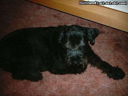 Riesenschnauzer Bonny (10Jahre) nach Spaziergang