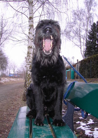 Riesenschnauzer Ich bin ein Riesenschnauzer