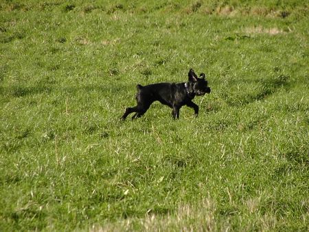 Riesenschnauzer Sofie auf der Wiese