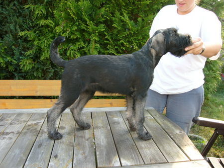 Riesenschnauzer Frisbee vom Luther See (Pfs) mit 13 Wochen