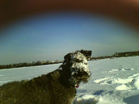 Riesenschnauzer zarah die schneetaucherin