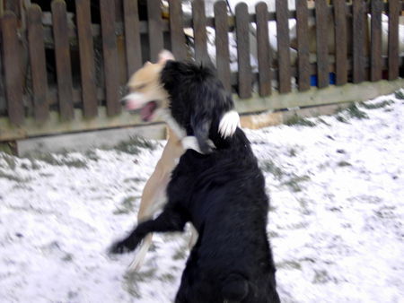 Riesenschnauzer Tango ...und jetzt richtig