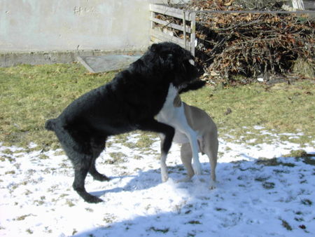 Riesenschnauzer Tobi (10)u. Bagira (2) beim Frühjahrstango