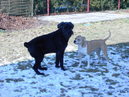 Riesenschnauzer Tobi (10)u. Bagira (2)