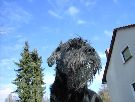 Riesenschnauzer Frühling wo bist du ?