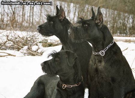 Riesenschnauzer Die Meute vom steirischen Bären