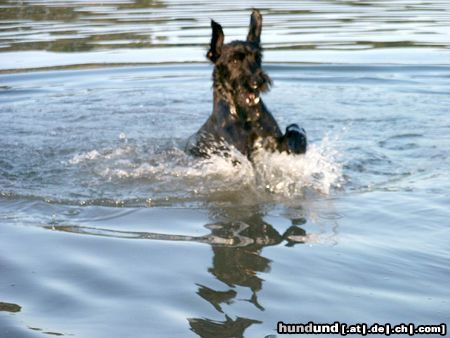 Riesenschnauzer Momentaufnahme von Rika (8 Monate) beim Schwimmen in der Donau