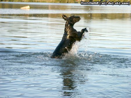 Riesenschnauzer Rika (8 Monate) beim Schwimmen in der Donau