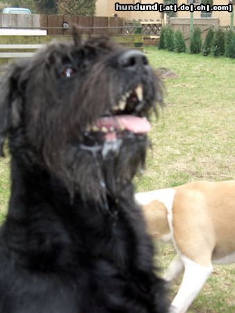 Riesenschnauzer Tobi: Ich tue alles was du willst.......