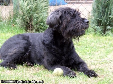 Riesenschnauzer Tobi 9 Jahre alt