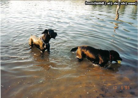 Riesenschnauzer Pack die Badehose ein......